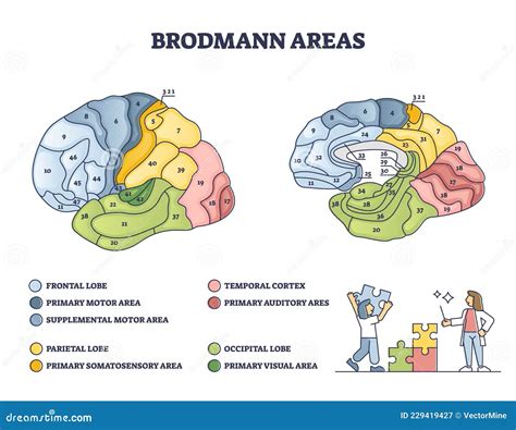 Brodmann Cartoons, Illustrations & Vector Stock Images - 100 Pictures ...