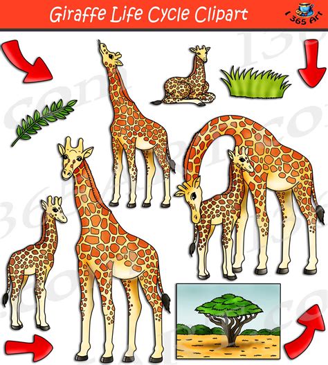 Giraffe Life Cycle Clipart Set Download - Clipart 4 School