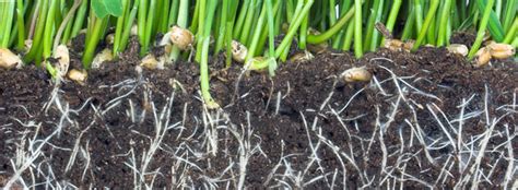 DIY How to Make Mycorrhizal Fungi Inoculant - Mold Resistant Strains