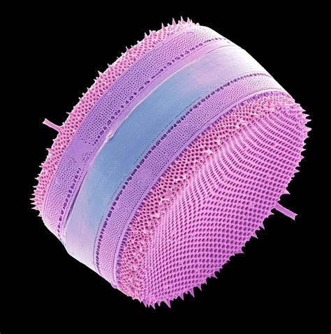 Diatom Photograph by Steve Gschmeissner/science Photo Library - Fine Art America