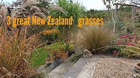 Three great New Zealand grasses - YouTube