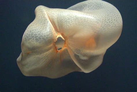 This Mysterious, Deep-Sea Jellyfish Looks Like the Ghost of an Alien ...