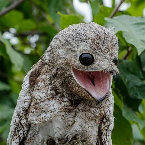 The great potoo (Nyctibius grandis) is a near passerine bird, both the ...