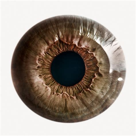 Brown eye iris sticker, iridology | Premium PSD - rawpixel