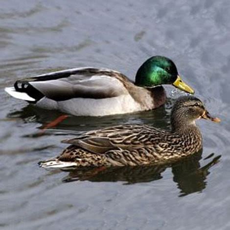 I would love to have ducks at my pond. Is there any harm, and how do I attract them? - The Pond Guy