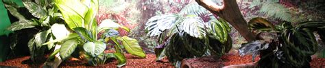 Custom Reptile Habitats - Amazing Habitats For Your Pet Reptiles ...