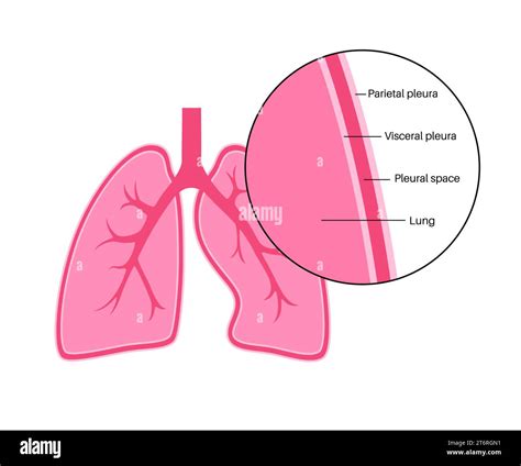 Pleura anatomy, illustration Stock Photo - Alamy