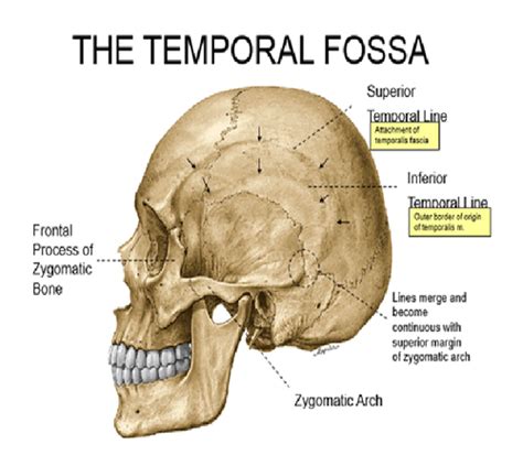 Inferior Temporal Line