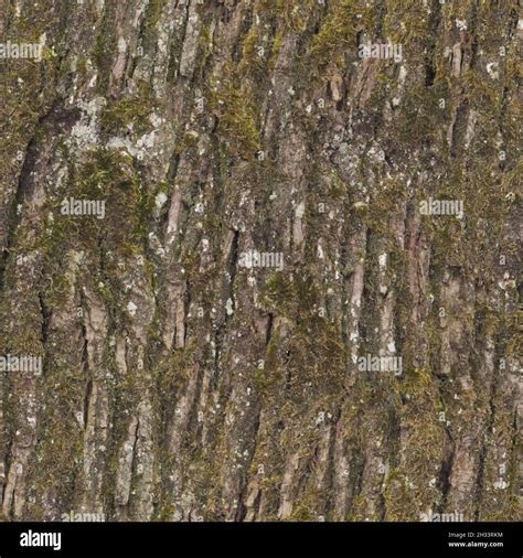 Bark texture and background. High resolution Stock Photo - Alamy