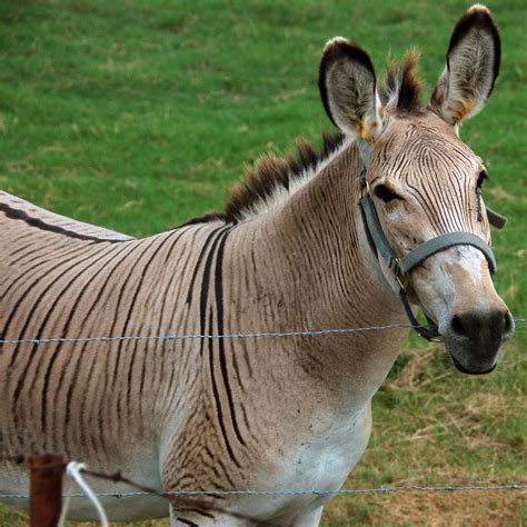 Grevy zedonk | Zebra Hybrids | Pinterest | Unique animals, Donkey ...