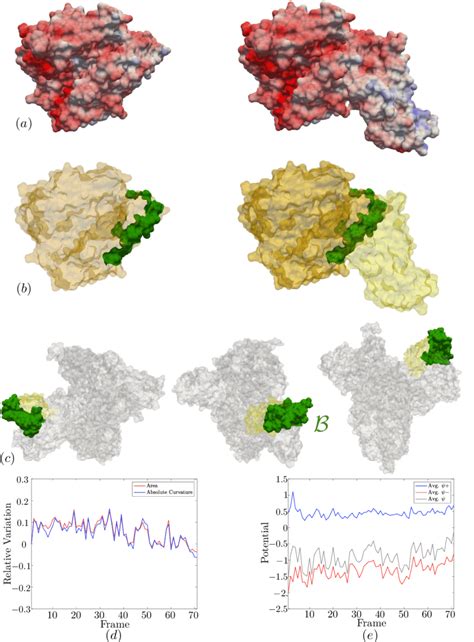 (a) Portion of the ACE2 receptor displaying surface charge (left). ACE2... | Download Scientific ...