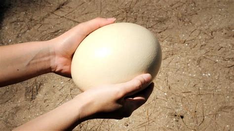 How Big Is An Ostrich Egg - Nature's Largest Bird Eggs Explained