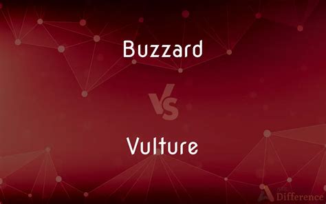 Buzzard vs. Vulture — What’s the Difference?