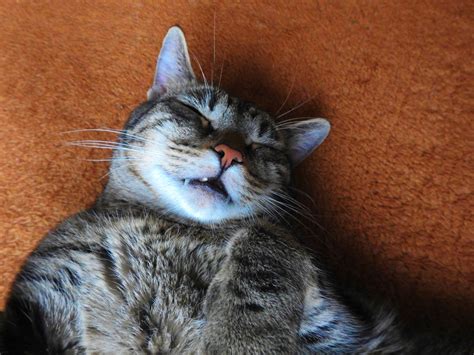 Is My Cat's Snoring a Sign of a Health Problem? | Pet Wellbeing