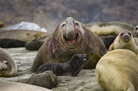 Southern elephant seal bull roaring amongst females and pups - Stock Image - C055/7641 - Science ...