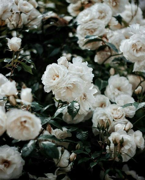 Pin by fran on oc: annette ashenhart | Flower aesthetic, White flowers, White roses