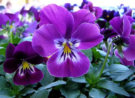 Violet Flower (Viola) - Interesting Facts, Meaning and Symbolism – A to Z Flowers