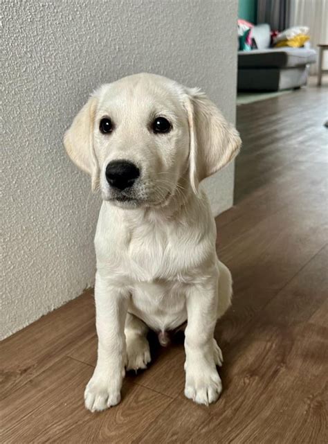 Mike, our Golden Retriever/Labrador mix : r/puppies