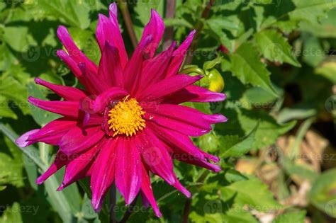 pink dahlia in the garden 9813228 Stock Photo at Vecteezy