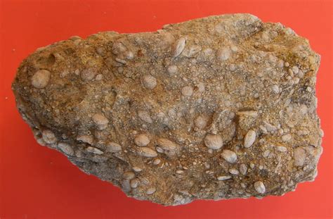Fossil corals: Fossil corals: Foraminifera Nummulites
