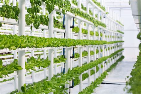 Vertical Hydroponics: The What, Why and How - Gardening Heavn