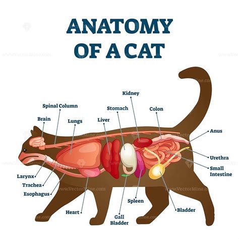 Cat Anatomy Worksheets - Basic Math Facts Worksheets