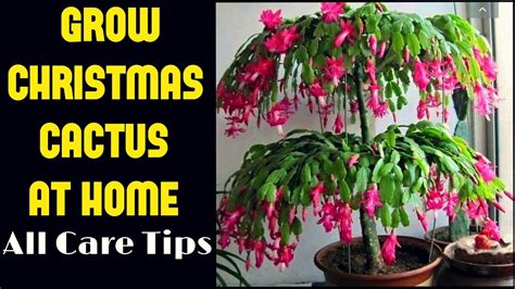 How To Grow Christmas Cactus-ALL CARE TIPS - YouTube