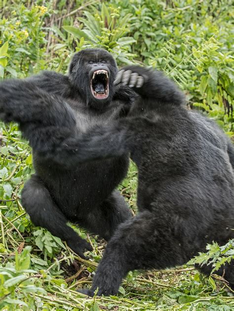 Two male mountain gorillas fighting for social dominance : r/natureismetal