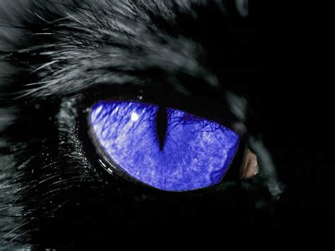 Scary cat eyes, scary cats HD wallpaper | Pxfuel