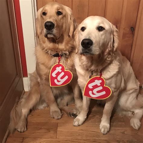 The rarest beanie babies ever sold : r/rarepuppers