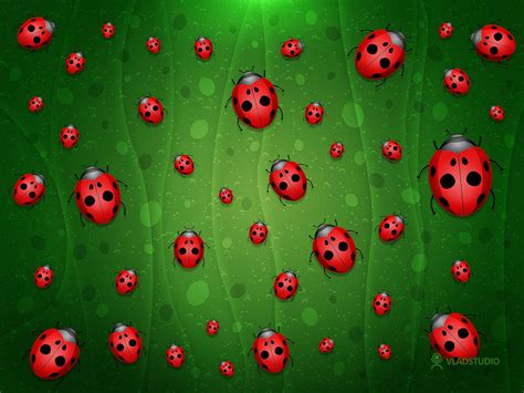 🔥 [75+] Ladybug Backgrounds | WallpaperSafari