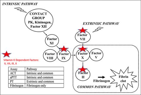 Vitamin K Dependent Clotting Factors Liver - slidesharetrick