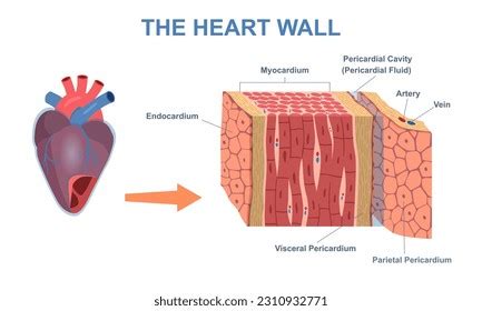 Pericardium