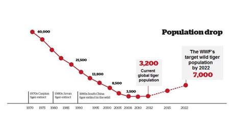 Siberian Tiger Population Graph