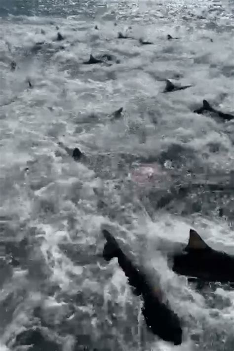 Fishing boat caught in massive shark feeding frenzy off Louisiana: video