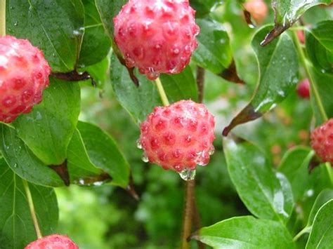 Beautiful Pink Flowers of the Dogwood Tree