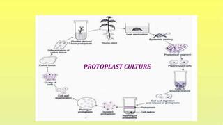 Protoplast Culture (Plant tissue culture) pptx | PPT