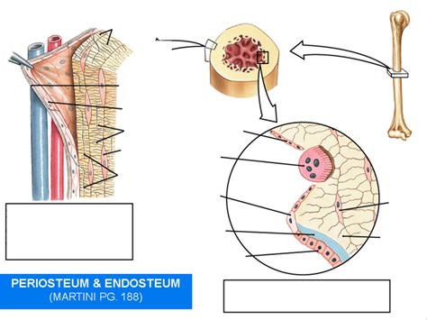 Periosteum and Endosteum Diagram | Quizlet