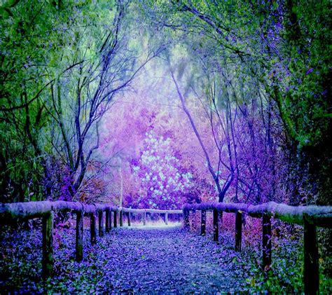 Beautiful Blue, Green, and Purple Tree Pathway Wallpaper Most Beautiful ...