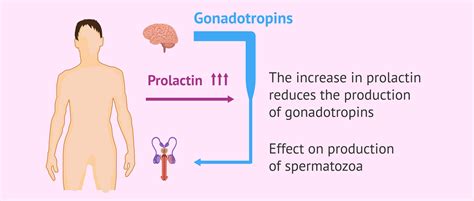 How hyperprolactinemia affects sperm production