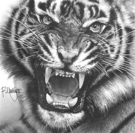 Tiger - pencil | Tiger art, Tiger drawing, Pencil drawings