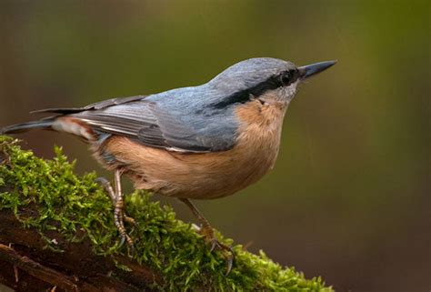 Nuthatch | Bird Identification Guide | Bird Spot