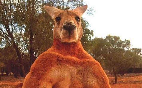 Roger the super buff kick-boxing kangaroo is back and bigger than ever