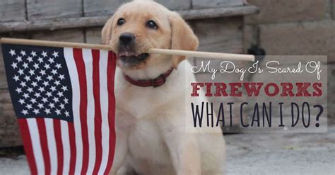 My Dog Is Scared Of Fireworks What Can I Do? - Puppy In Training