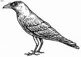 Crow Printable Coloring Pages sketch template