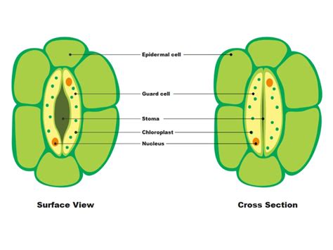 Free Editable Biology Diagram Examples | EdrawMax Online