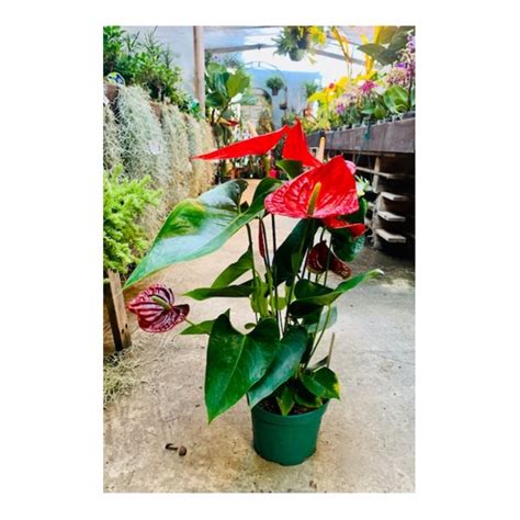 Anthurium (Andreanum Grp.) Oregon