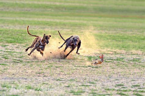 Dog race. | Dog race A culture and tradition.villagers made … | Flickr