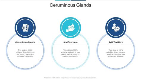 Ceruminous Glands In Powerpoint And Google Slides Cpb