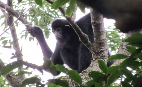 Hainan gibbon conservation | ZSL